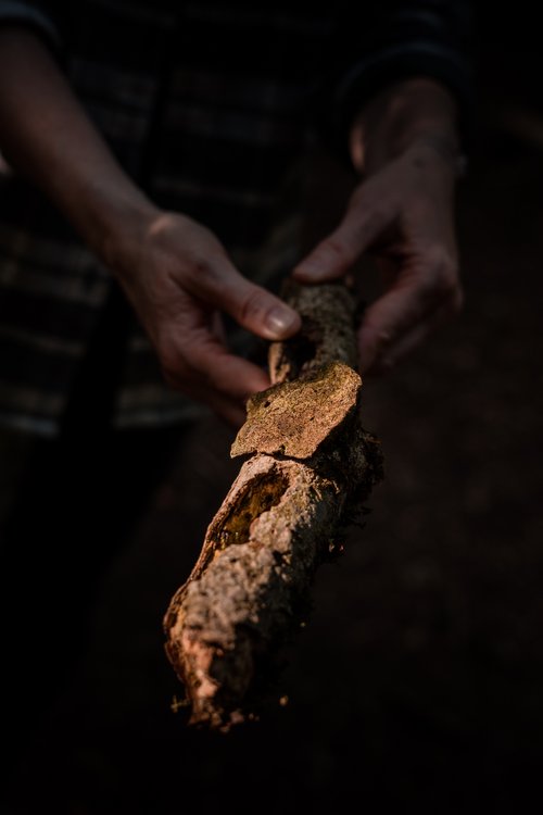 a photograph by Sandra Steh.